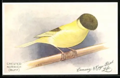 AK Crested Norwich (Buff)