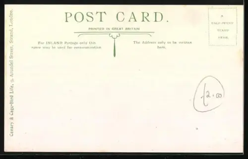 AK Crested Norwich (Buff)