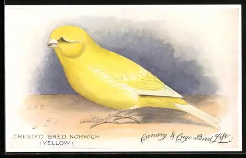 AK Crested Bred Norwich, Yellow