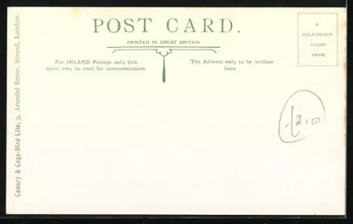 AK Crested Bred Norwich, Yellow