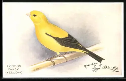 Künstler-AK London Fancy, Kanarienvogel