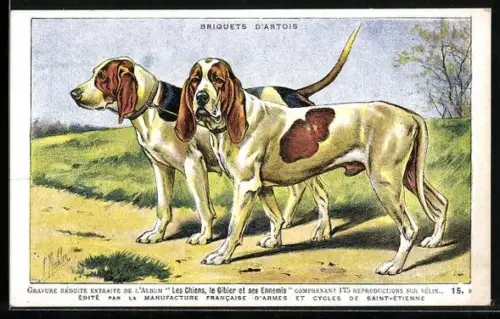 AK Briquets D`Artois, Portrait