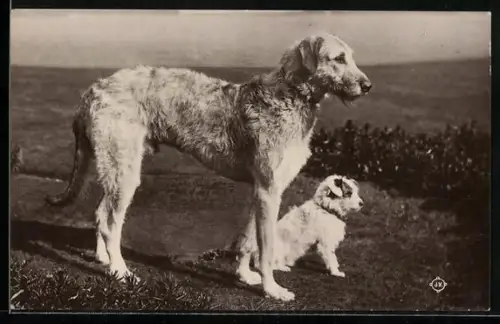 AK Zwei Hunde blicken in die Landschaft, Terrier
