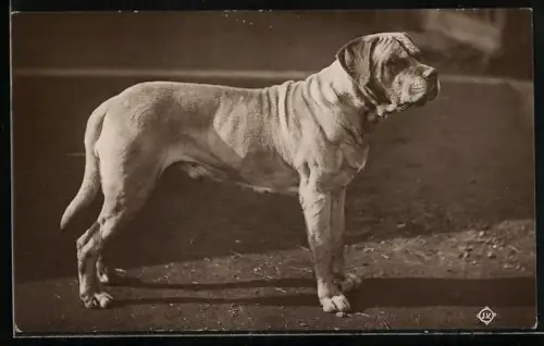 AK Boxer im Sonnenschein, Portrait