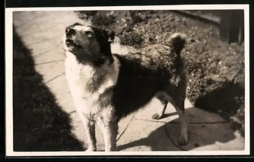 Foto-AK Hund in der Sonne, Portrait