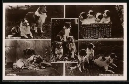 AK Collie, Pekinesen, Welpen, Jagdhunde
