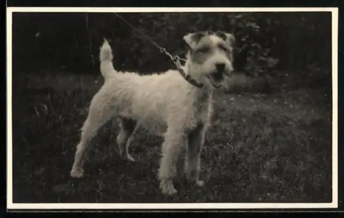 AK Kleiner Terrier an der Leine, Portrait