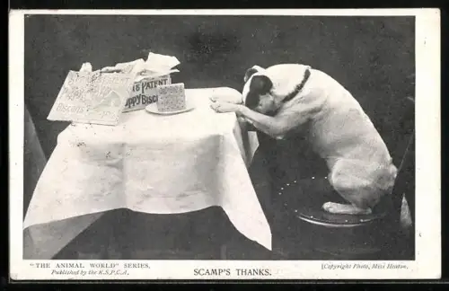 AK Scamp`s Thanks, Dog with Puppy Biscuits