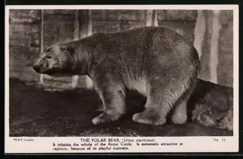 AK The Polar Bear