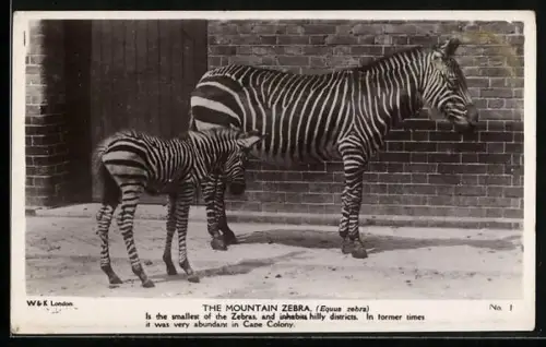 AK The Mountain Zebra, Zebra with foal