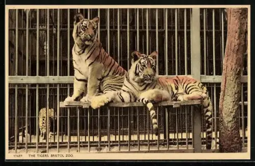 AK Bristol, Zoo, The Tigers