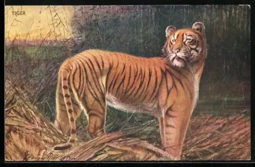 Künstler-AK Tiger im Unterholz blickt zurück