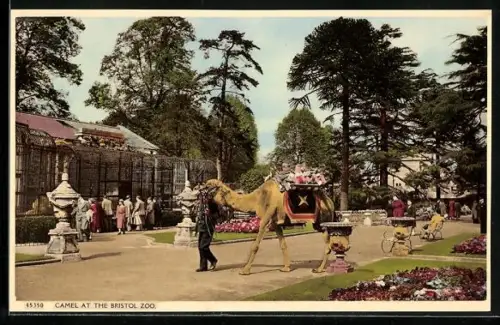 AK Bristol, Zoo, Kamel mit Kindern auf dem Rücken
