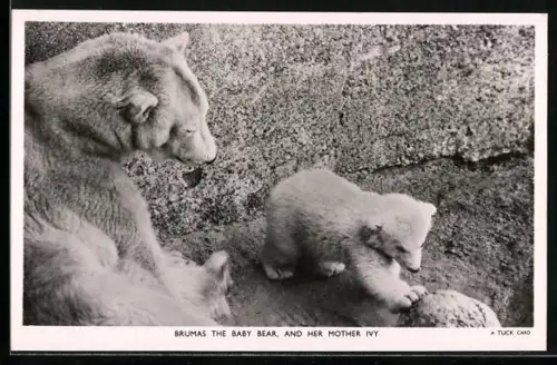 AK Eisbärin Ivy mit ihrem Jungen Brumas