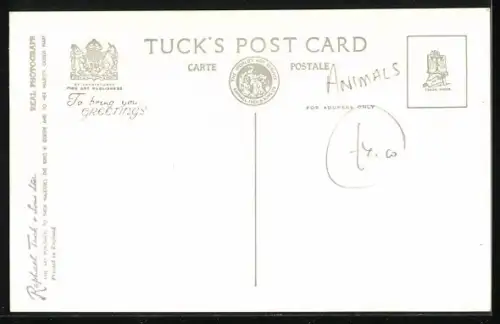 AK Eisbärin Ivy mit ihrem Jungen Brumas