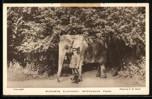 AK Dunstable, Whipsnade Park, Burmese Elephant