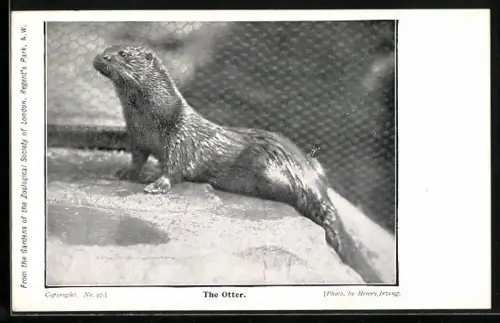 AK London, Zoological Society Regent`s Park, The Otter