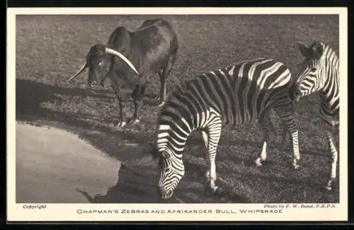 AK Dunstable, Whipsnade Park, Chapman`s Zebras and Afrikander Bull
