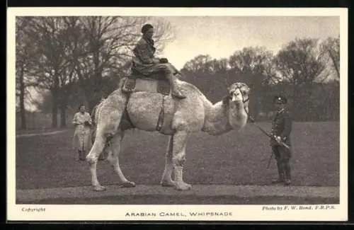 AK Whipsnade, Zoo, Arabian Camel, Frau reitet auf einem Kamel