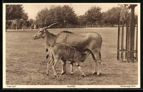 AK Dunstable, Whipsnade Park, Eland