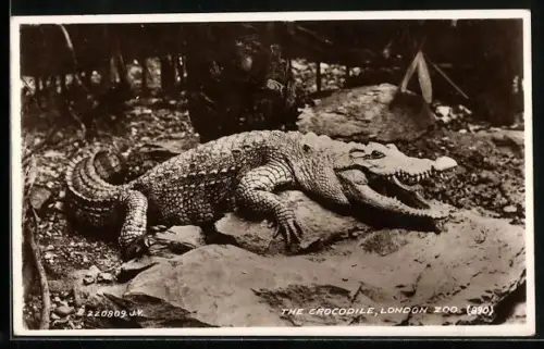 AK London, Zoo, The Crocodile