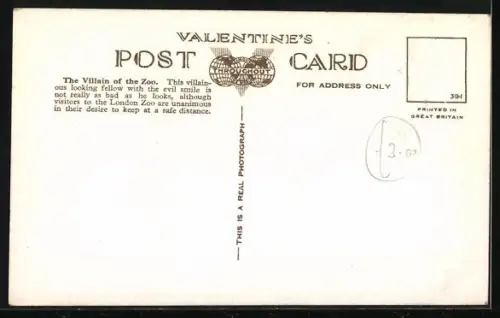 AK London, Zoo, The Crocodile