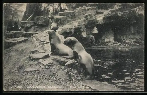 AK London, Zoo, Sea Lions