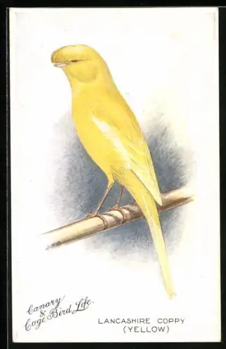 AK Lancashire Coppy, Lancashire Kanarienvogel