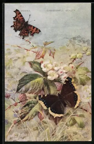 AK Schmetterlinge mit orangener und schwarzer Färbung auf Beerenstrauch mit Blüten, Comma, Camberwell Beauty