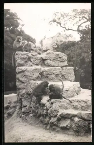 Foto-AK Affen auf einem Felsen