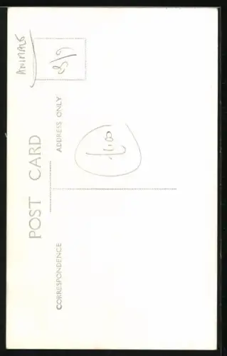 Foto-AK Affen auf einem Felsen