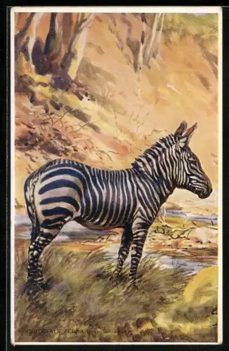 AK Zebra an einer Wasserstelle