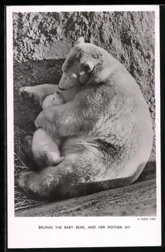 AK Brumas The Baby Bear and her Mother Ivy, Eisbär mit Baby