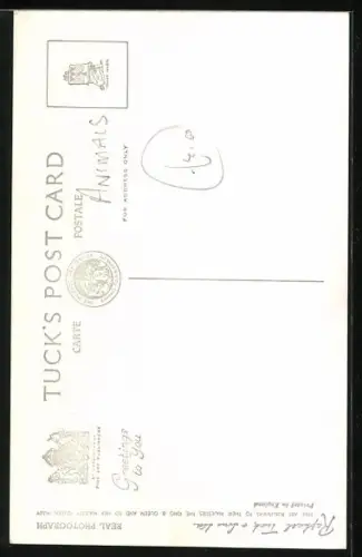 AK Brumas The Baby Bear and her Mother Ivy, Eisbär mit Baby