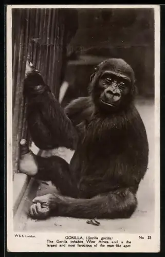 AK Gorilla an Gitterstäben