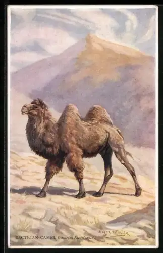 Künstler-AK Bactrien Camel, Kamel