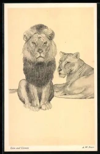 Künstler-AK Löwe und Löwin