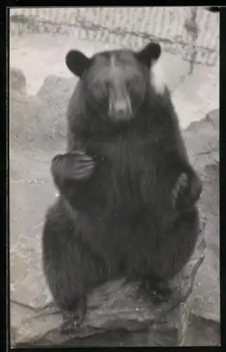 AK Bär, auf einem Stein sitzend