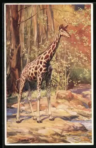 AK Giraffe in der Savanne, Giraffe camelopardalis