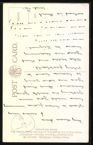 AK Giraffe in der Savanne, Giraffe camelopardalis