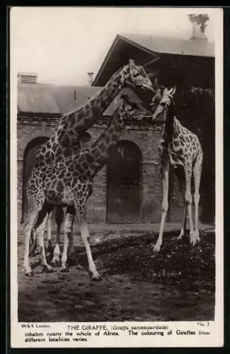 AK Drei Giraffen vor einem Gebäude