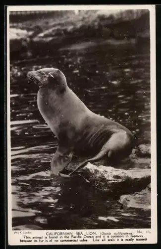 AK Californian Sea Lion