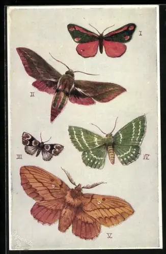 AK Schmetterlinge der Arten Cinnabar und Elephant Hawk