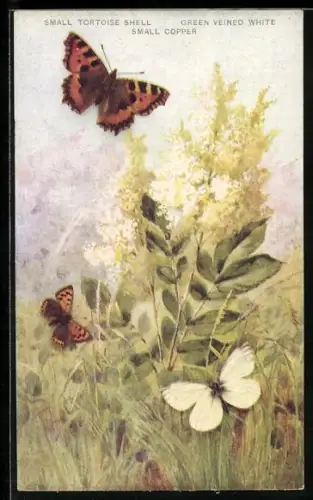 AK Schmetterlinge über einer Blumenwiese, Small Tortoise Shell & Small Copper