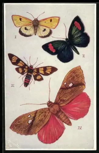 AK Diverse Schmetterlingsarten, Sangala Gloriosa, Diacrisia Sannio