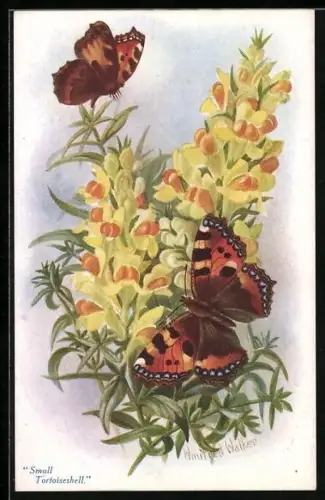 Künstler-AK Small Tortoiseshell, Schmetterlinge an einer Blüte