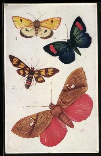 AK Diverse Schmetterlingsarten, Sangala Gloriosa, Diacrisia Sannio