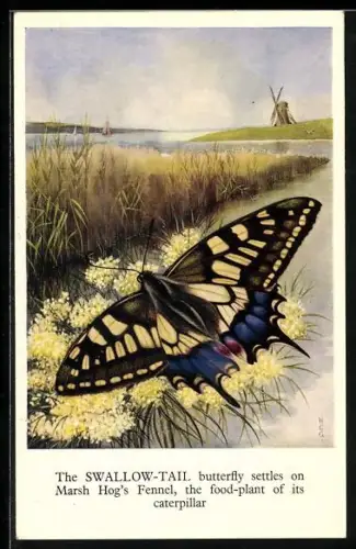 AK The Swallow-Tail Butterfly settles on Marsh Hog`s Fennel