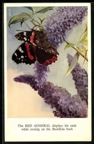 AK The Red Admiral displays his rank while resting on the Buddleia bush