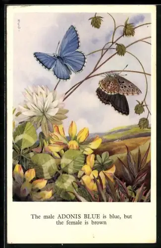 AK The male Adonis Blue is blue, but the female is brown